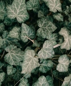 Alternative view of Poussière d'étoile